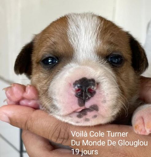 Du Monde De Glouglou - Chiot disponible  - Staffordshire Bull Terrier