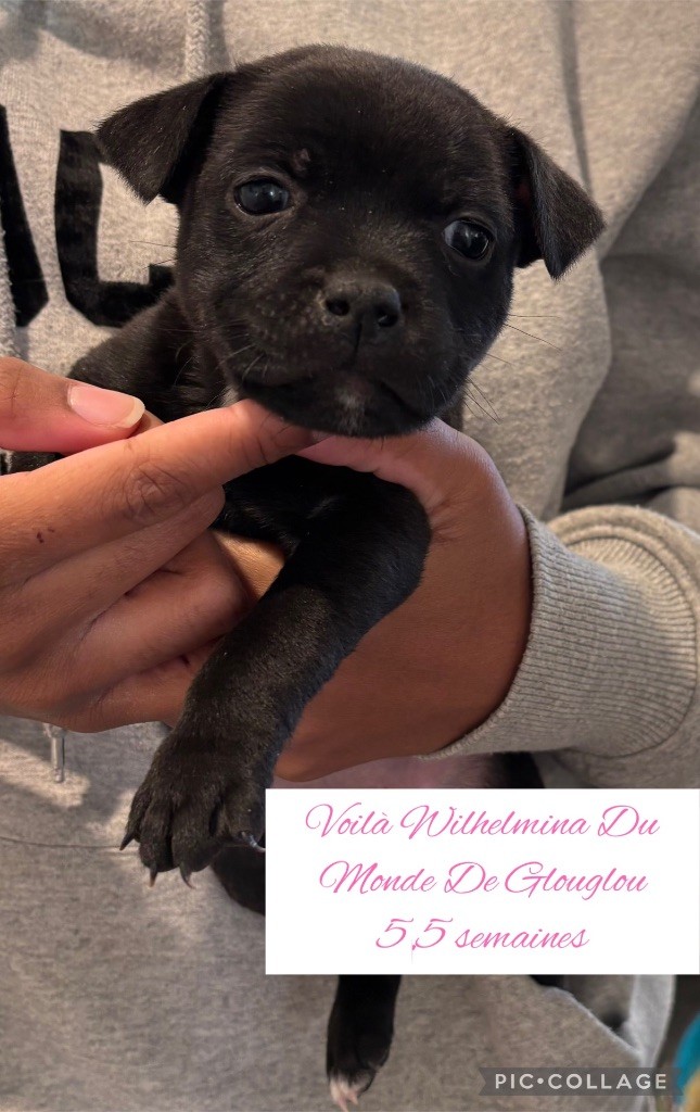 Du Monde De Glouglou - Chiot disponible  - Staffordshire Bull Terrier