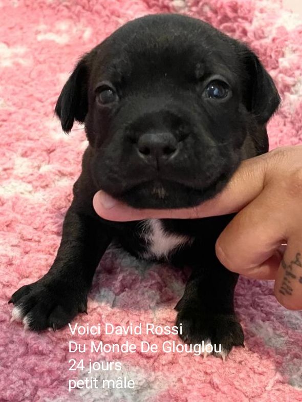 Du Monde De Glouglou - Chiot disponible  - Staffordshire Bull Terrier