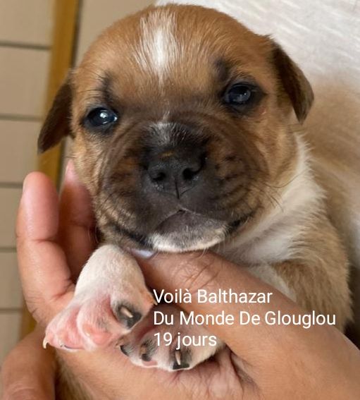 Du Monde De Glouglou - Chiot disponible  - Staffordshire Bull Terrier