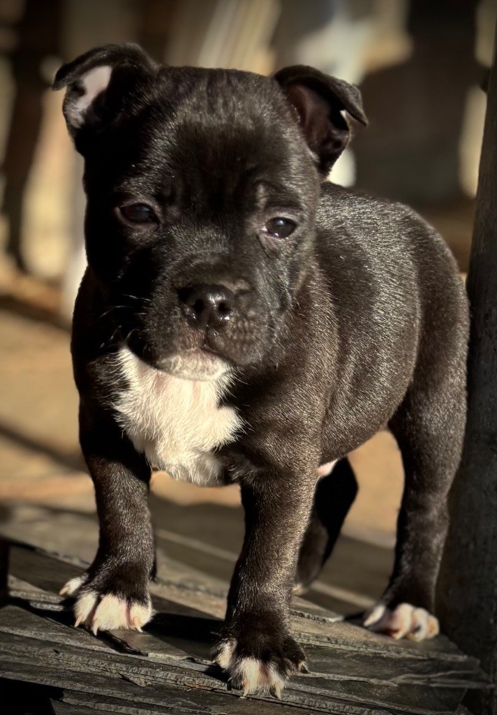 Du Monde De Glouglou - Chiot disponible  - Staffordshire Bull Terrier