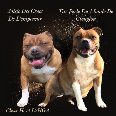 Du Monde De Glouglou - Staffordshire Bull Terrier - Portée née le 22/07/2024