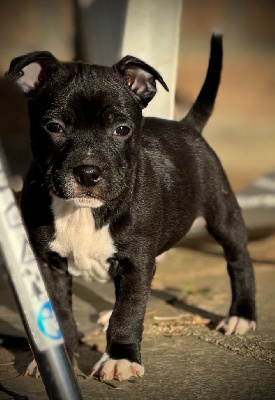 Du Monde De Glouglou - Staffordshire Bull Terrier - Portée née le 20/11/2024