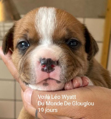 Voilà Léo Wyatt 