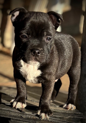 Du Monde De Glouglou - Staffordshire Bull Terrier - Portée née le 20/11/2024