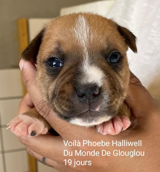 Du Monde De Glouglou - Chiot disponible  - Staffordshire Bull Terrier