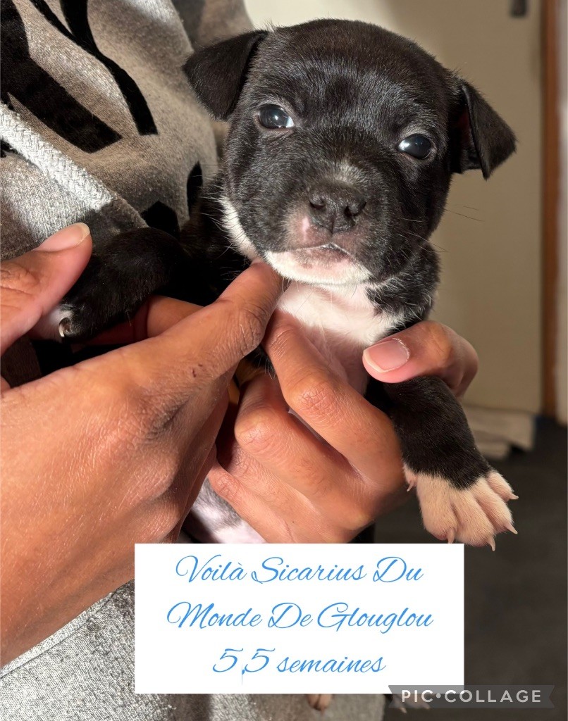 Du Monde De Glouglou - Chiot disponible  - Staffordshire Bull Terrier