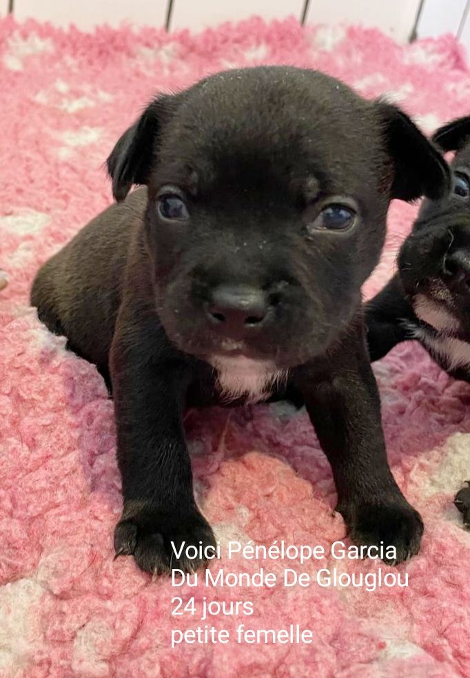 Du Monde De Glouglou - Chiot disponible  - Staffordshire Bull Terrier