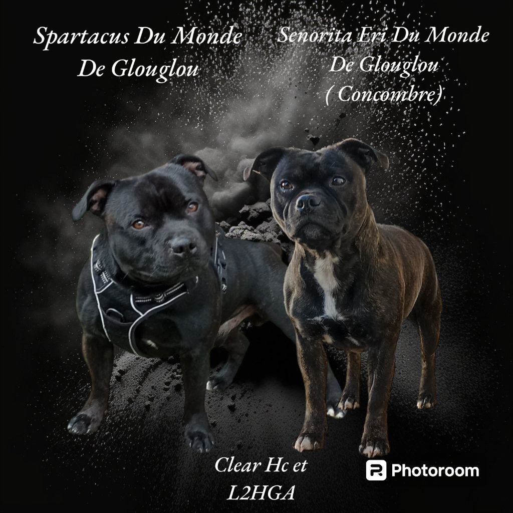 chiot Staffordshire Bull Terrier Du Monde De Glouglou