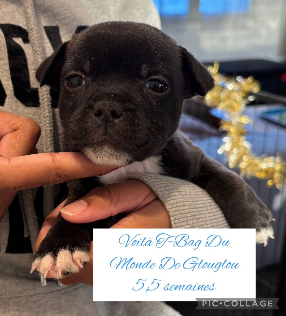 Du Monde De Glouglou - Chiot disponible  - Staffordshire Bull Terrier