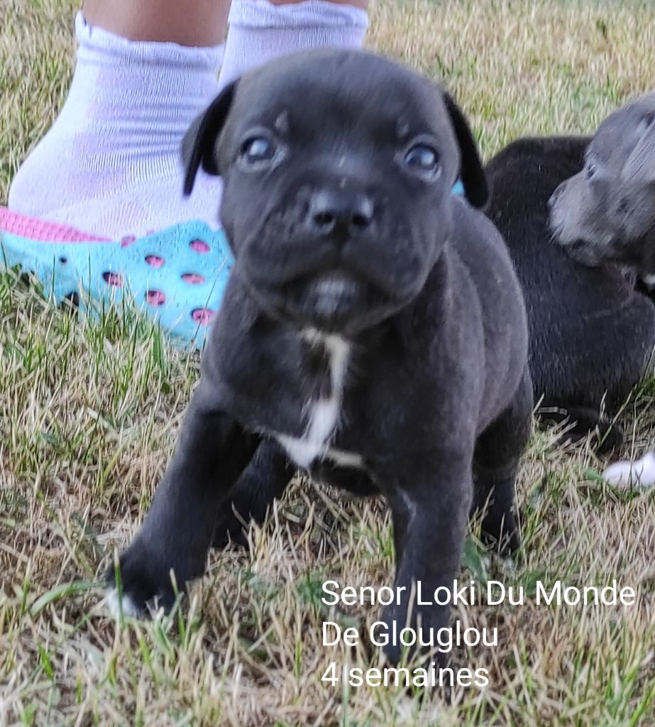 Du Monde De Glouglou - Chiot disponible  - Staffordshire Bull Terrier