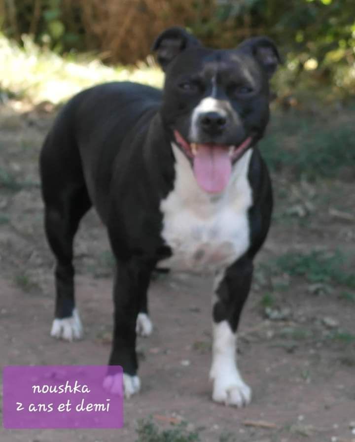 Noushka (Sans Affixe)