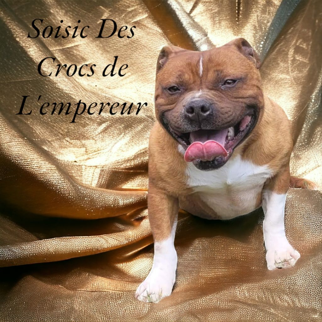 Soisic Des Crocs De L'empereur