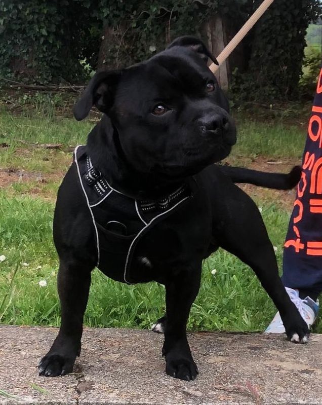 Spartacus Du Monde De Glouglou