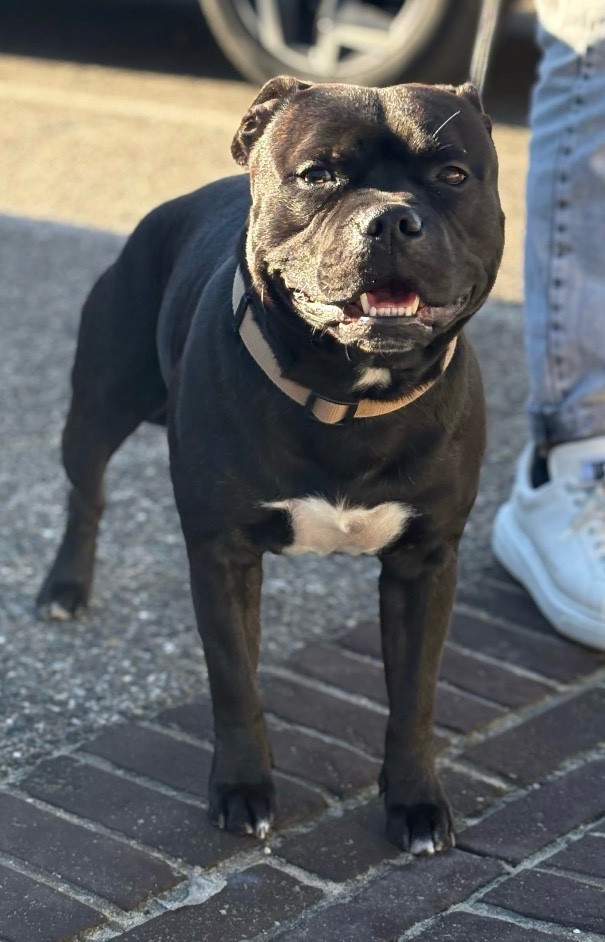 Tyson (Sans Affixe)