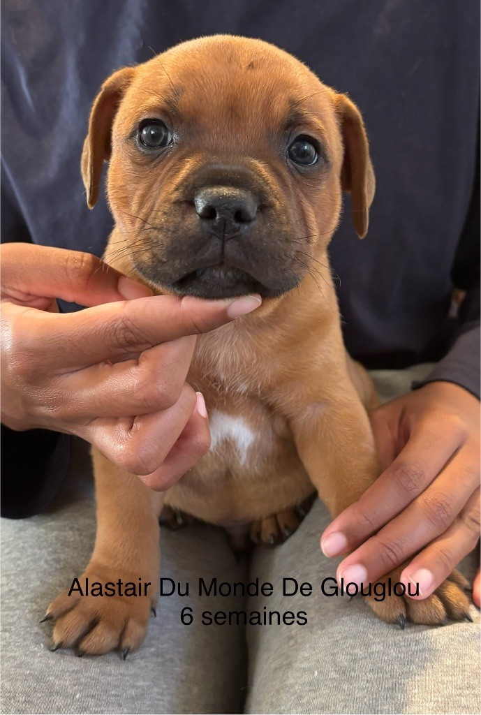 Dernier petit mâle disponible 