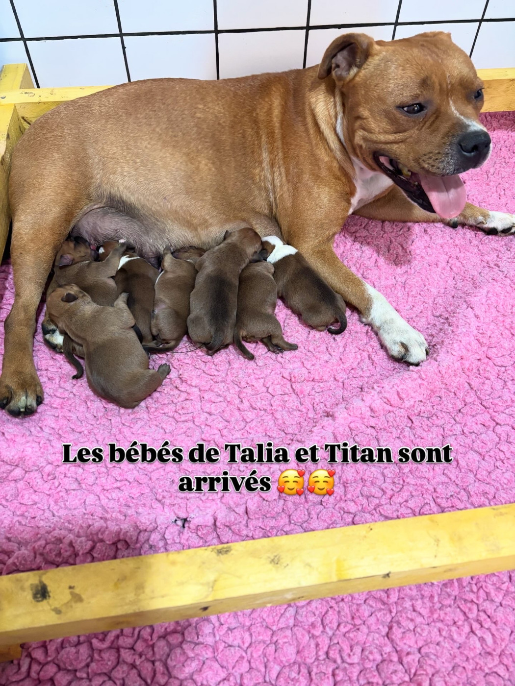 Les bébés sont nés