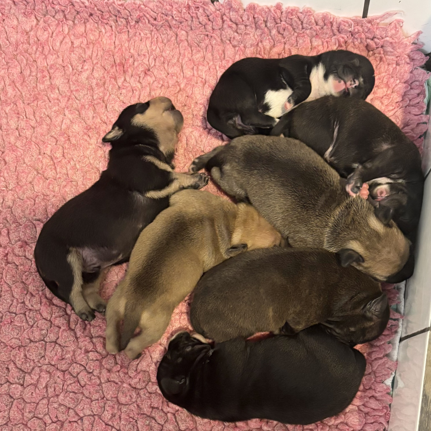 Les bébés de Concombre et Tyson sont là