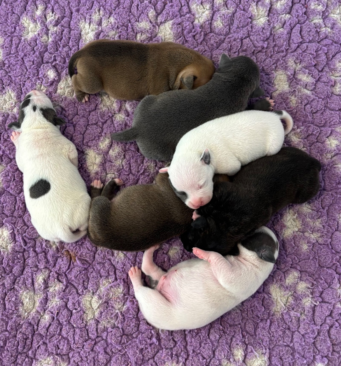 Les bébés d Asha et Tyson sont là !