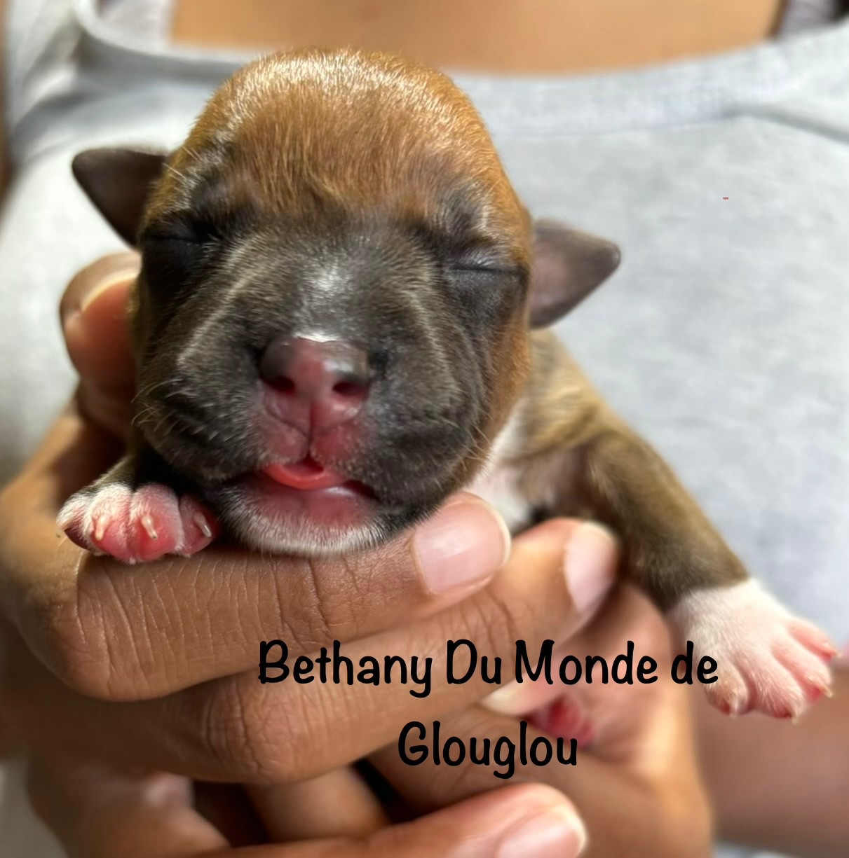 Du Monde De Glouglou - Chiots disponibles - Staffordshire Bull Terrier
