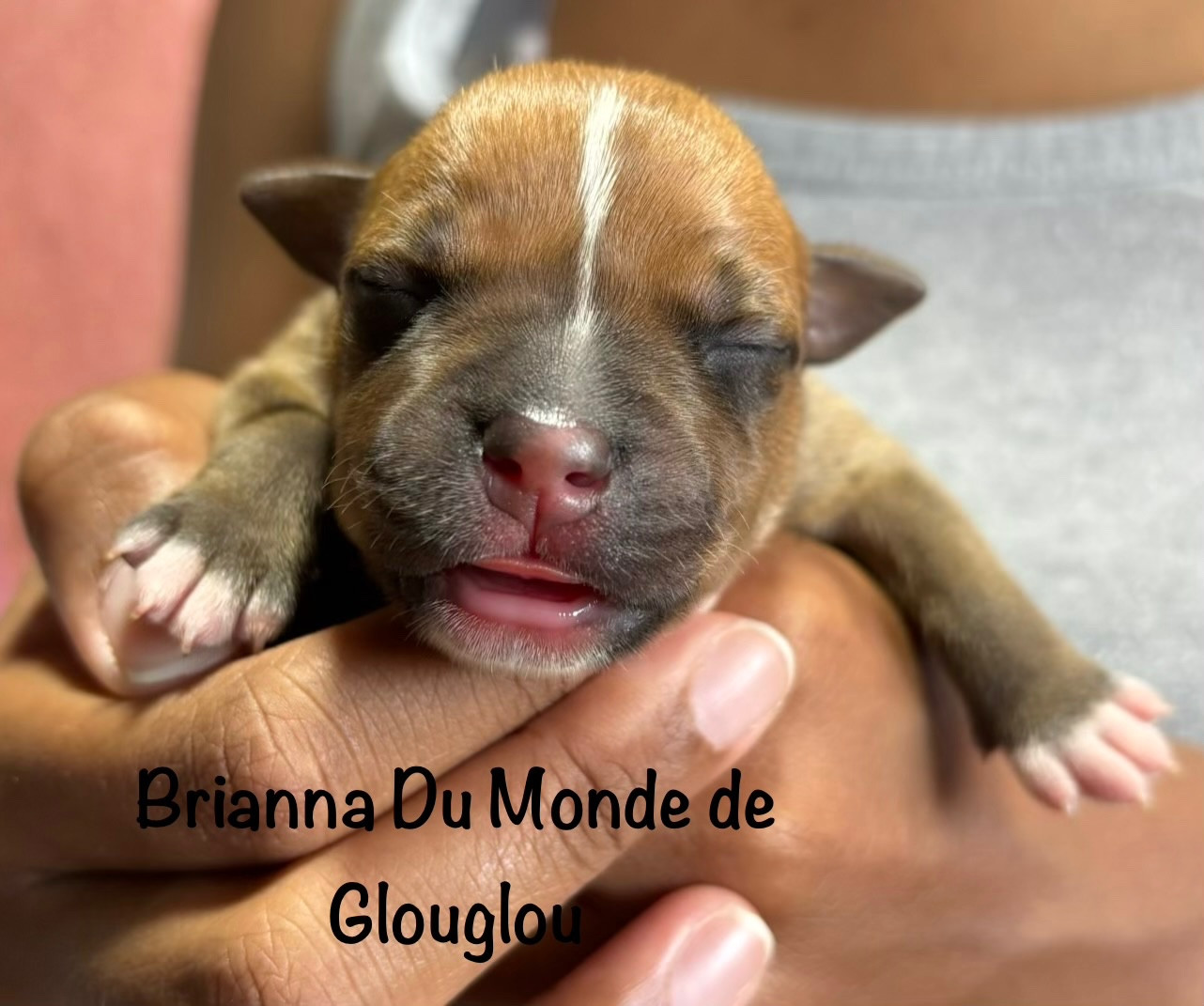Du Monde De Glouglou - Chiots disponibles - Staffordshire Bull Terrier