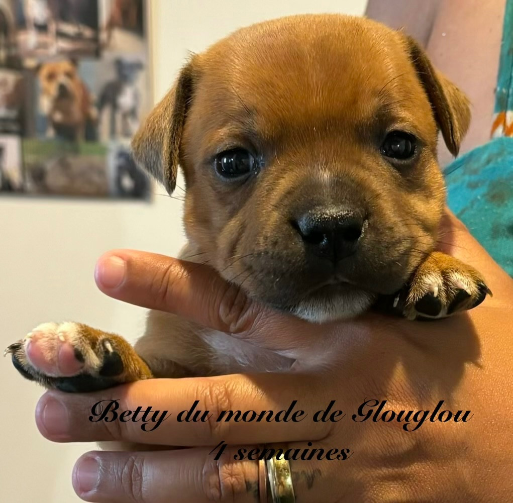 Du Monde De Glouglou - Chiots disponibles - Staffordshire Bull Terrier