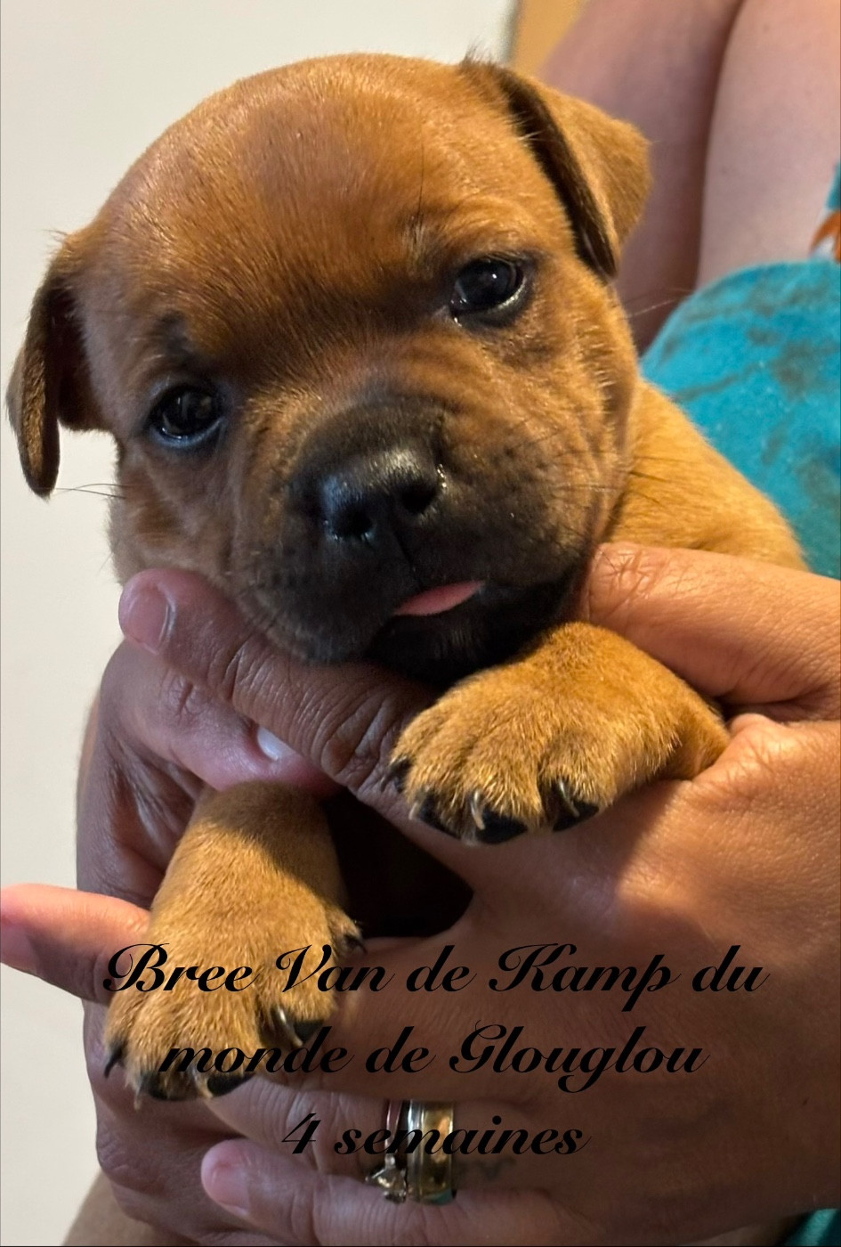 Du Monde De Glouglou - Chiots disponibles - Staffordshire Bull Terrier