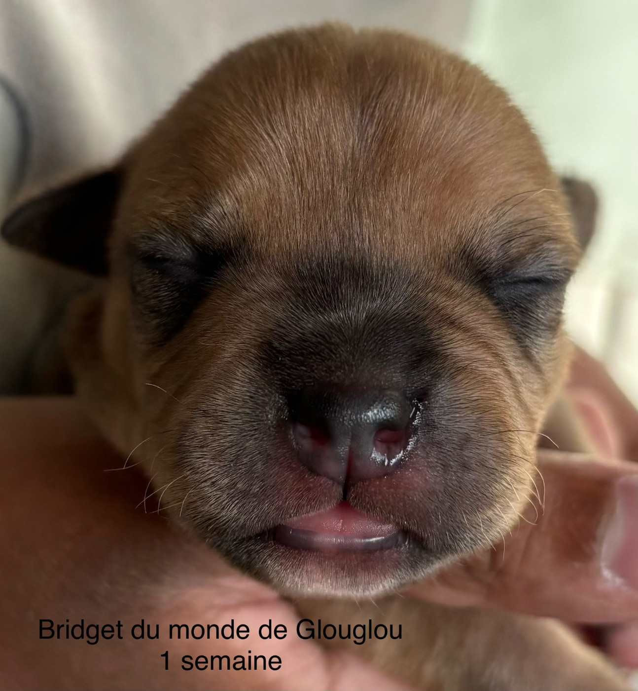 Du Monde De Glouglou - Chiots disponibles - Staffordshire Bull Terrier