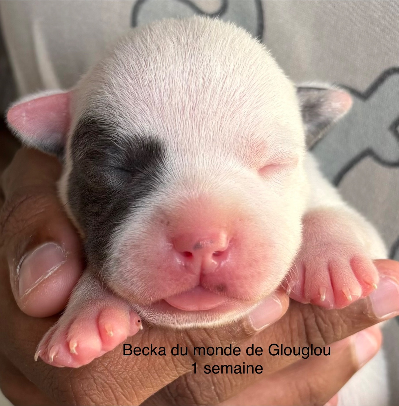 Du Monde De Glouglou - Chiots disponibles - Staffordshire Bull Terrier