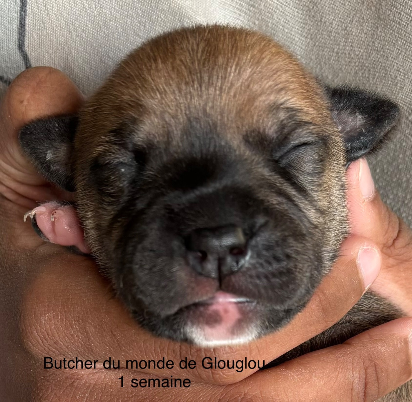 Du Monde De Glouglou - Chiots disponibles - Staffordshire Bull Terrier