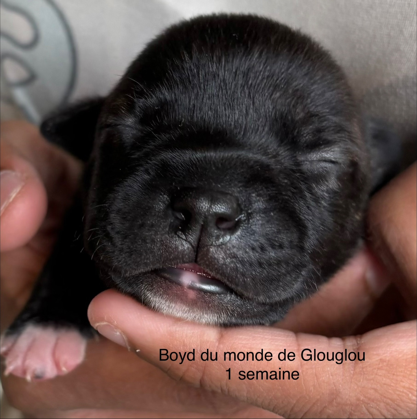 Du Monde De Glouglou - Chiots disponibles - Staffordshire Bull Terrier
