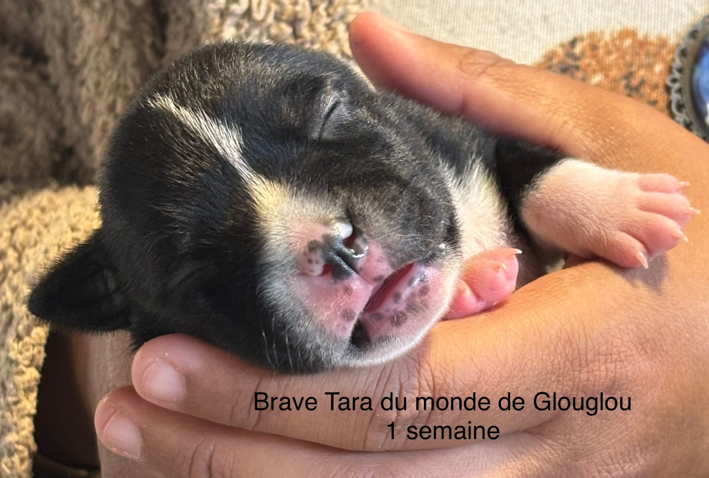 Du Monde De Glouglou - Chiots disponibles - Staffordshire Bull Terrier