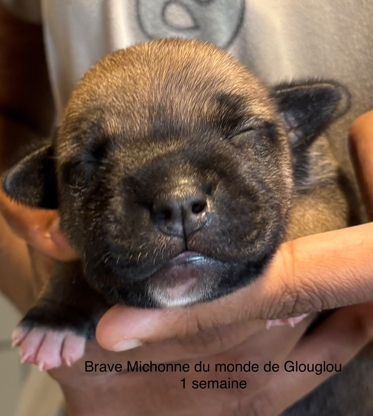 Du Monde De Glouglou - Chiots disponibles - Staffordshire Bull Terrier