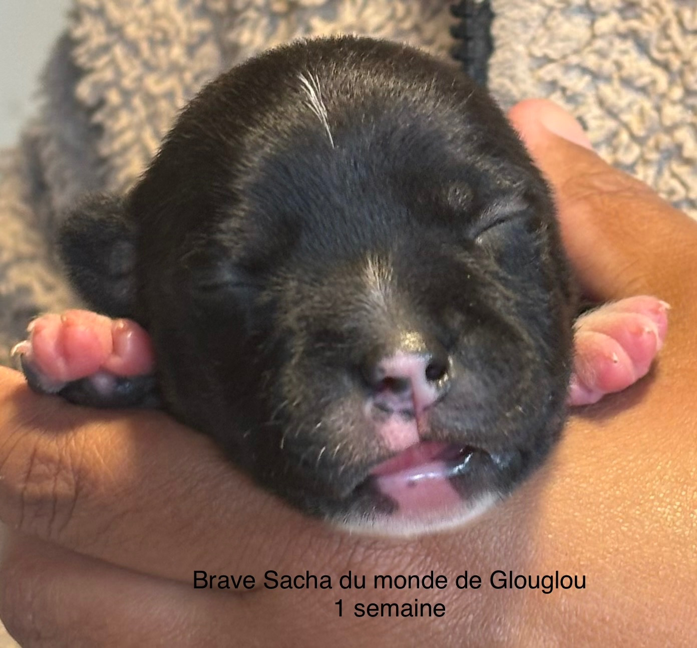 Du Monde De Glouglou - Chiots disponibles - Staffordshire Bull Terrier
