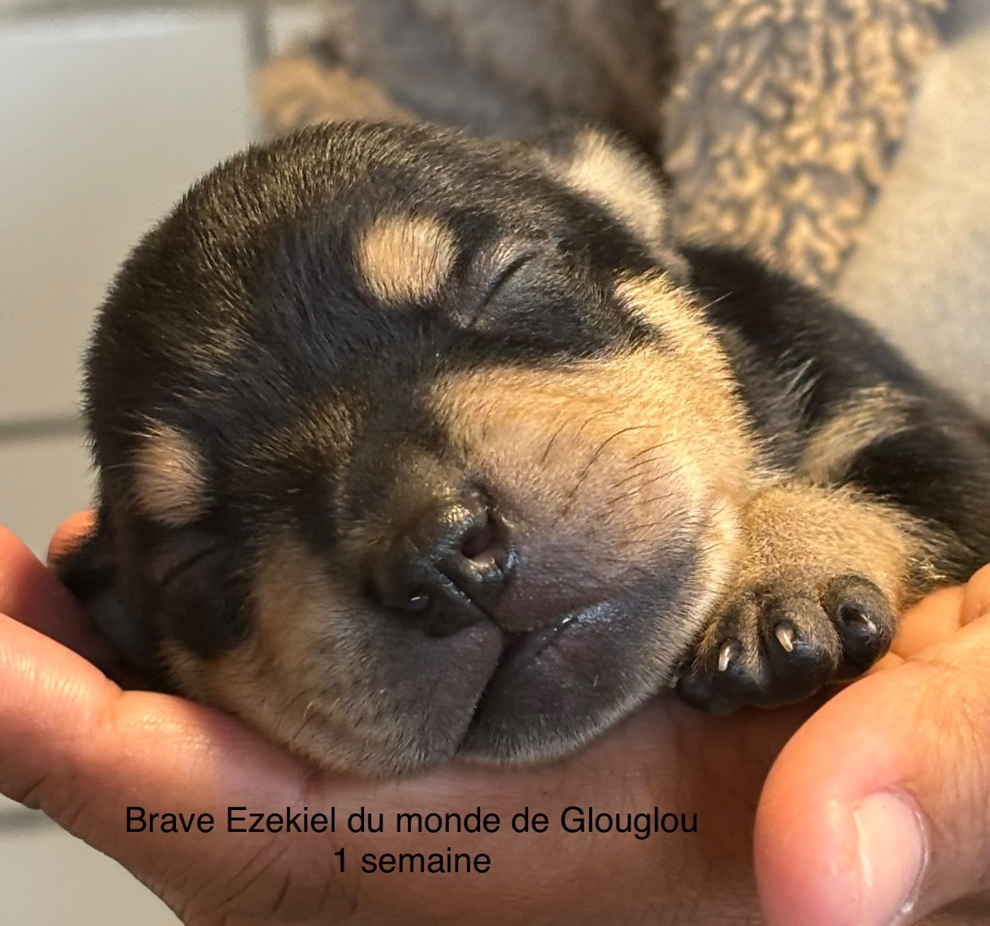 Du Monde De Glouglou - Chiots disponibles - Staffordshire Bull Terrier
