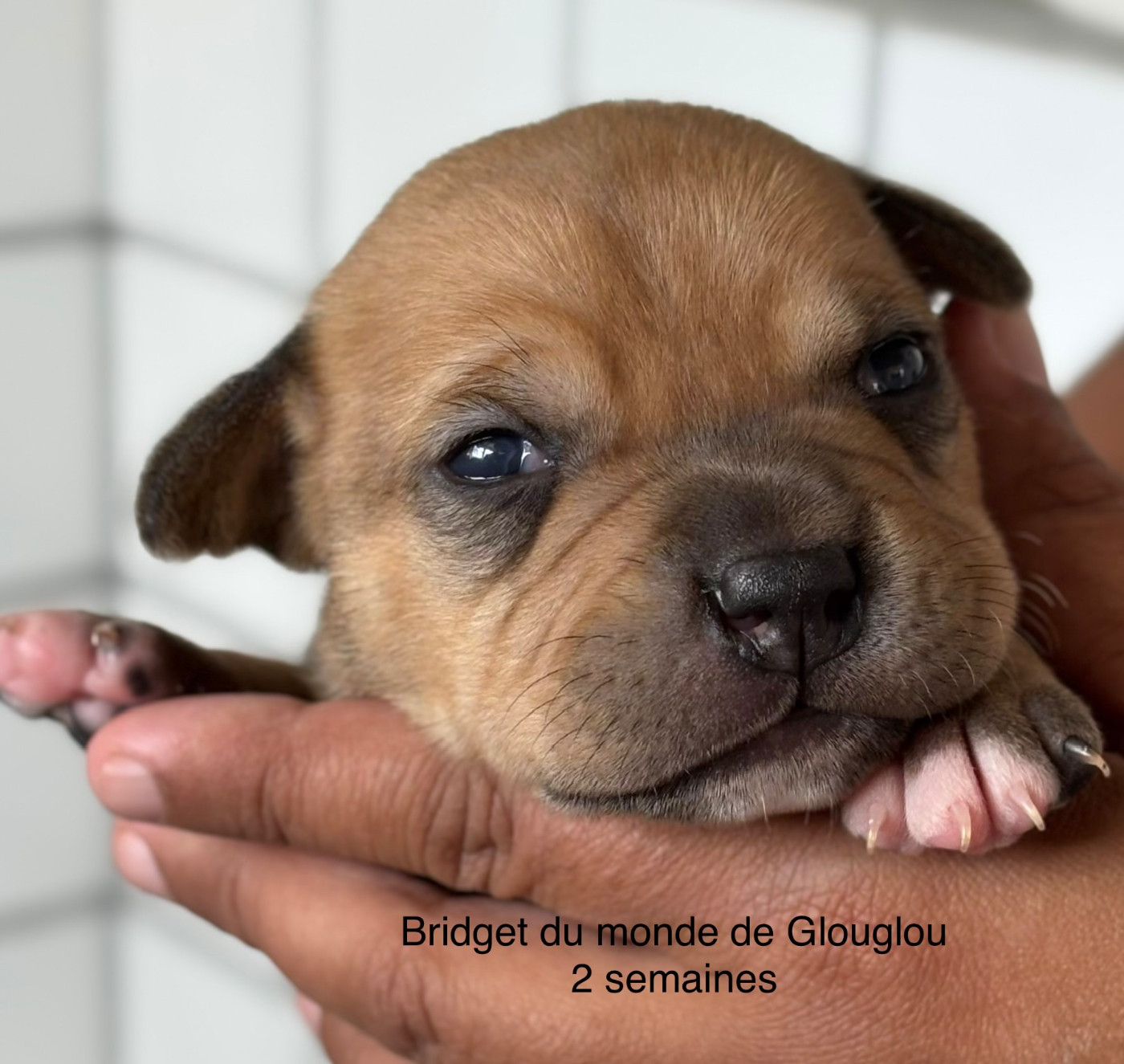 Du Monde De Glouglou - Chiots disponibles - Staffordshire Bull Terrier