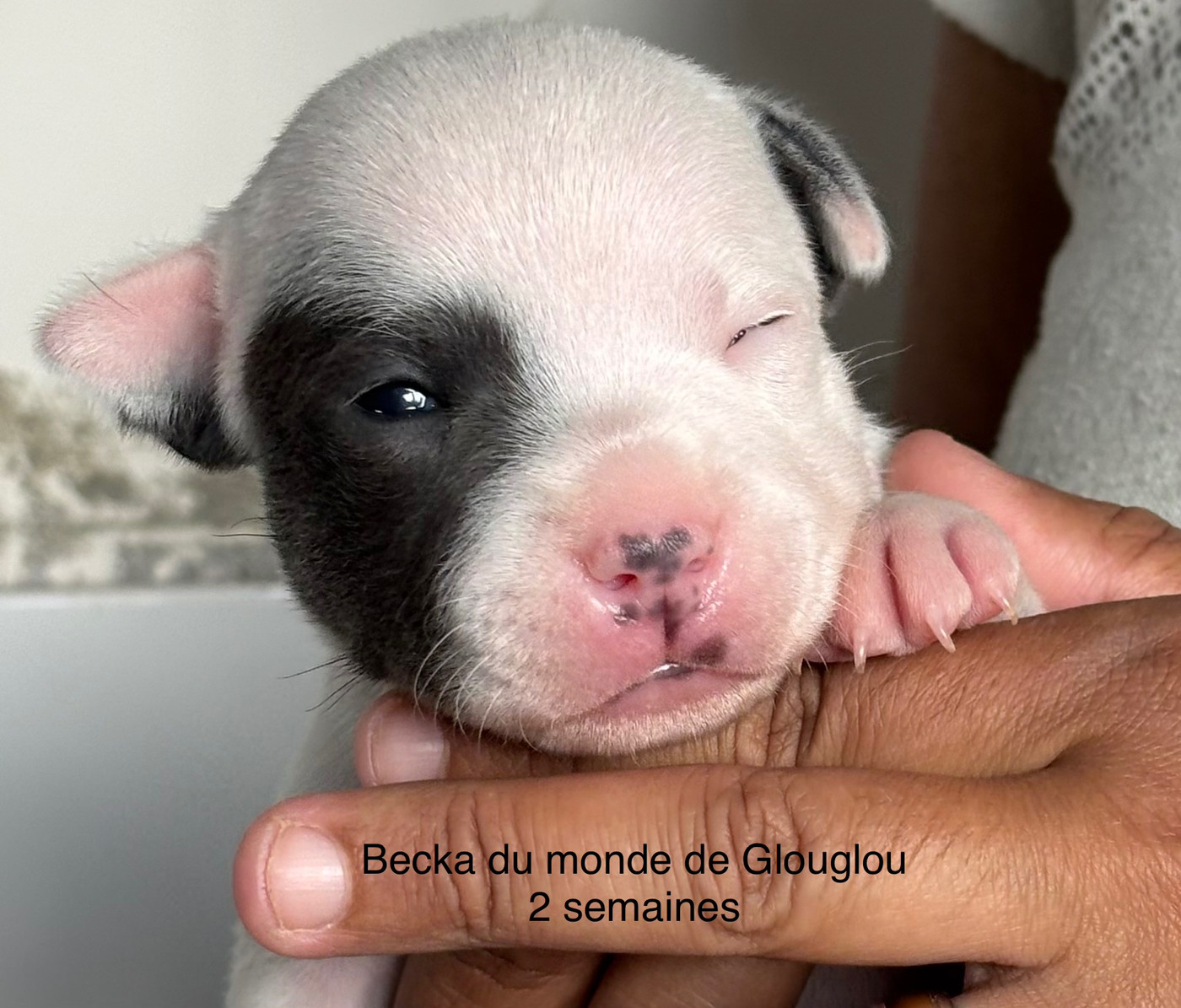 Du Monde De Glouglou - Chiots disponibles - Staffordshire Bull Terrier