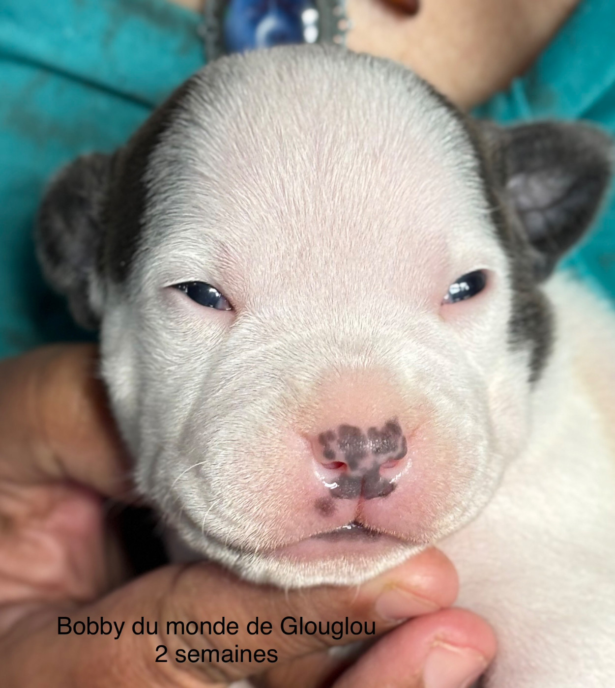 Du Monde De Glouglou - Chiots disponibles - Staffordshire Bull Terrier
