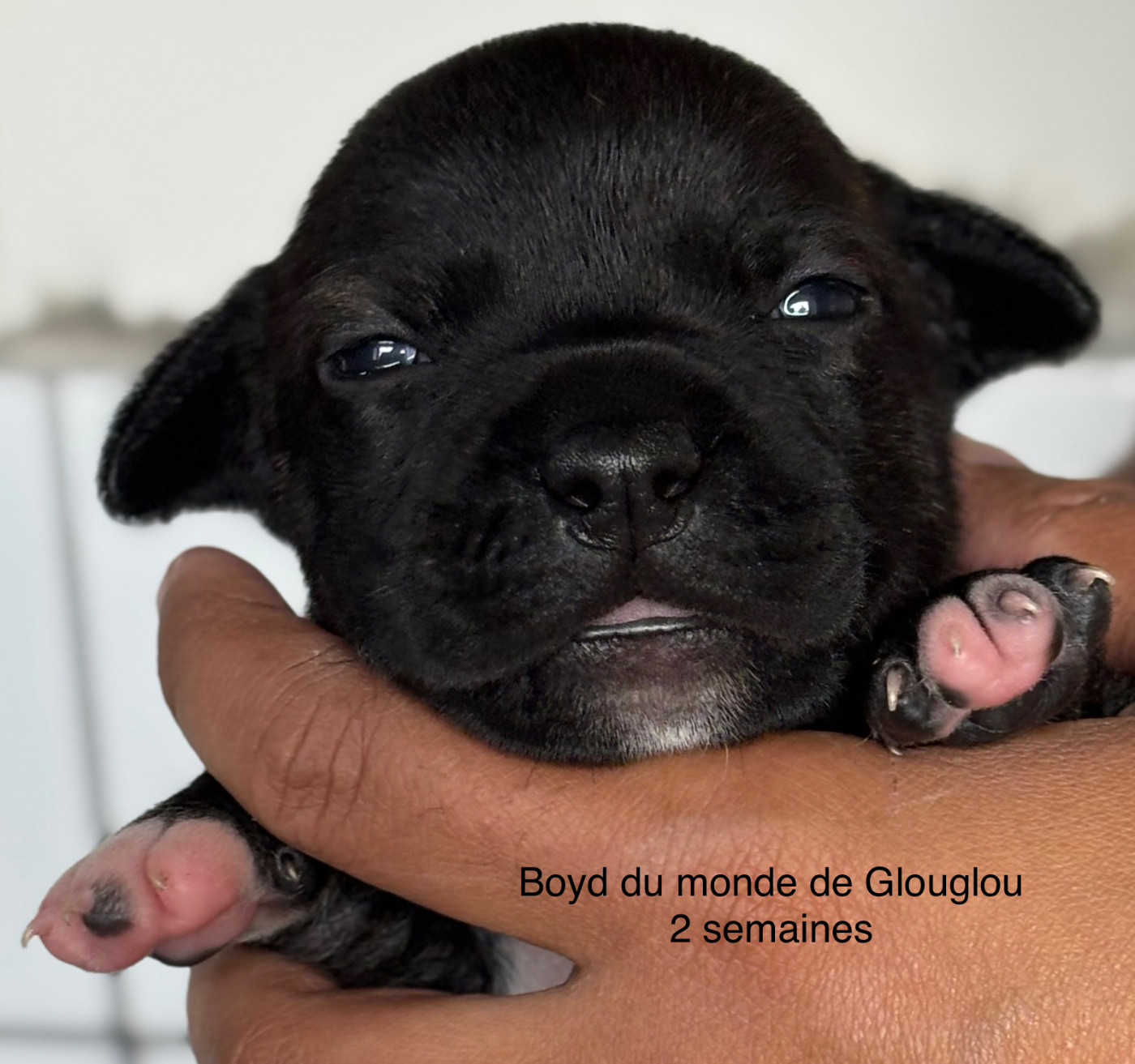 Du Monde De Glouglou - Chiots disponibles - Staffordshire Bull Terrier