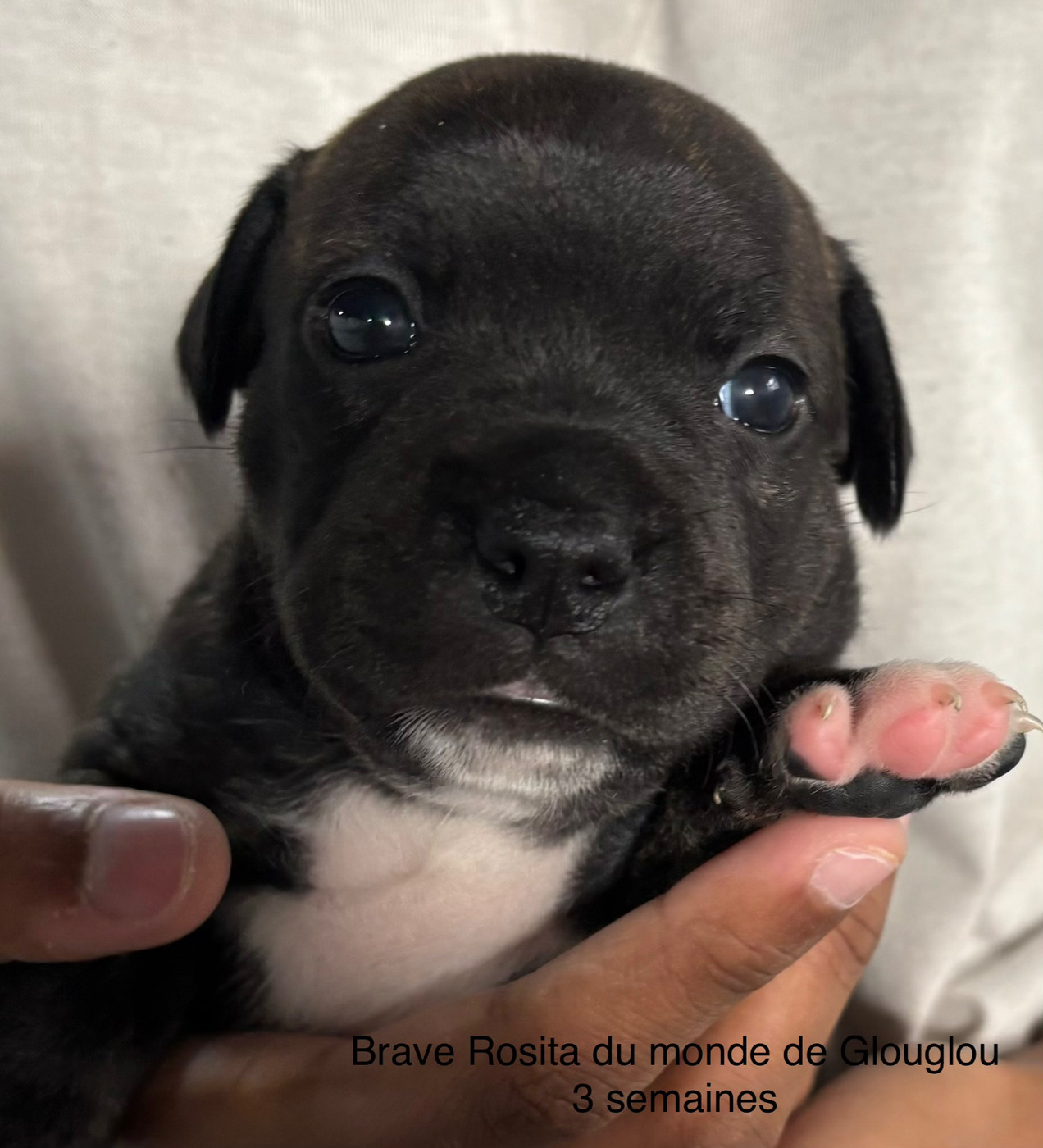 Du Monde De Glouglou - Chiots disponibles - Staffordshire Bull Terrier