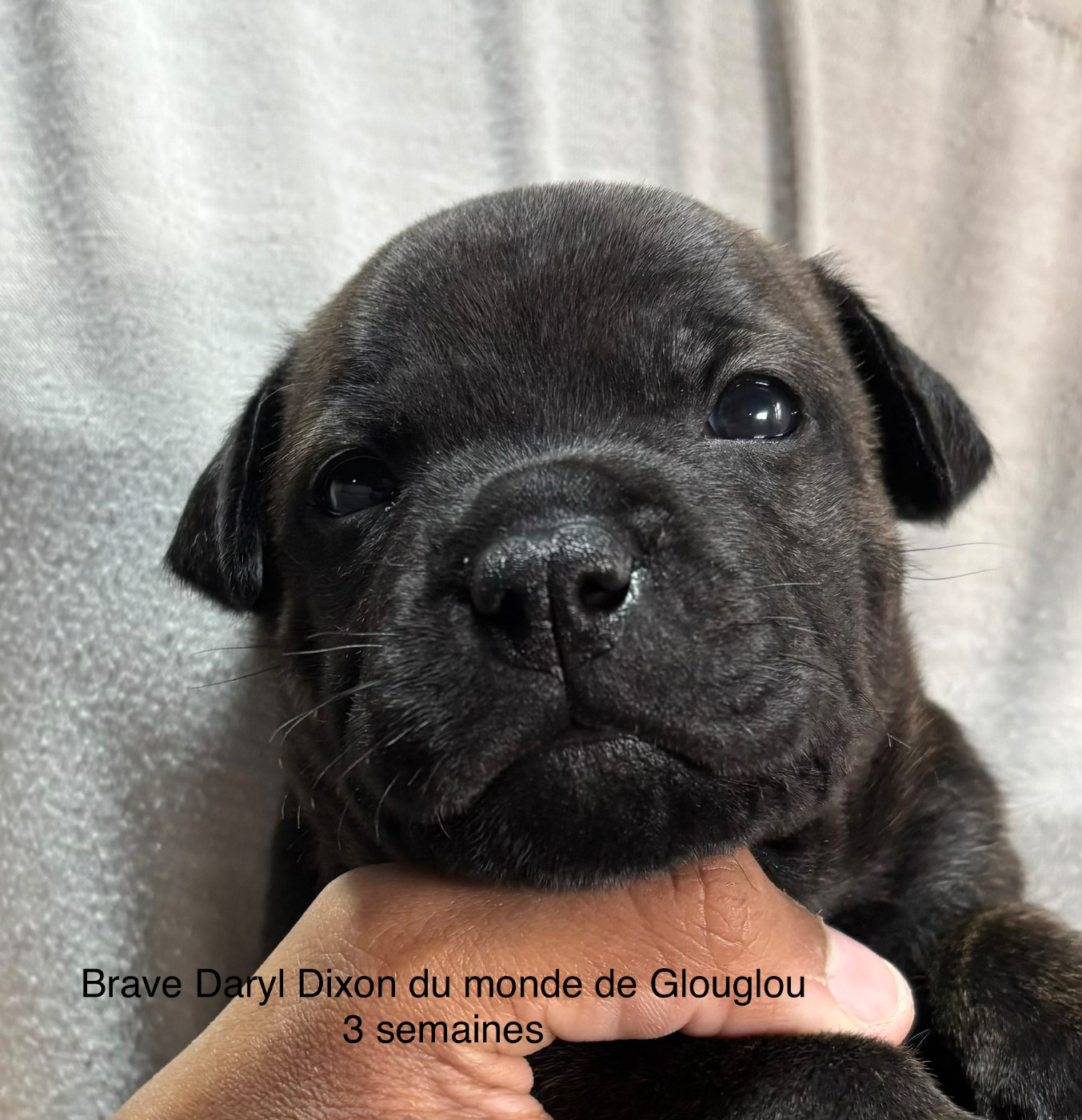 Du Monde De Glouglou - Chiots disponibles - Staffordshire Bull Terrier