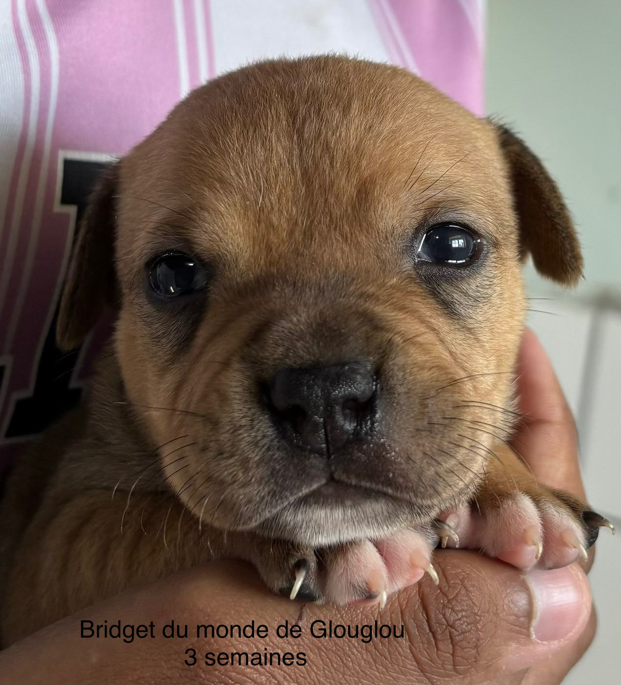 Du Monde De Glouglou - Chiots disponibles - Staffordshire Bull Terrier