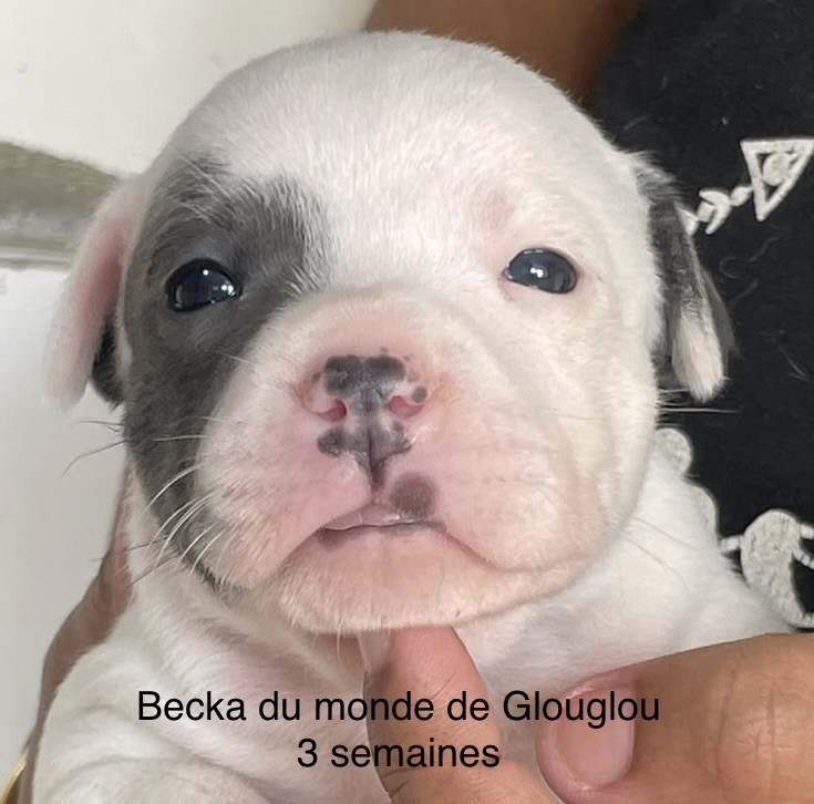 Du Monde De Glouglou - Chiots disponibles - Staffordshire Bull Terrier