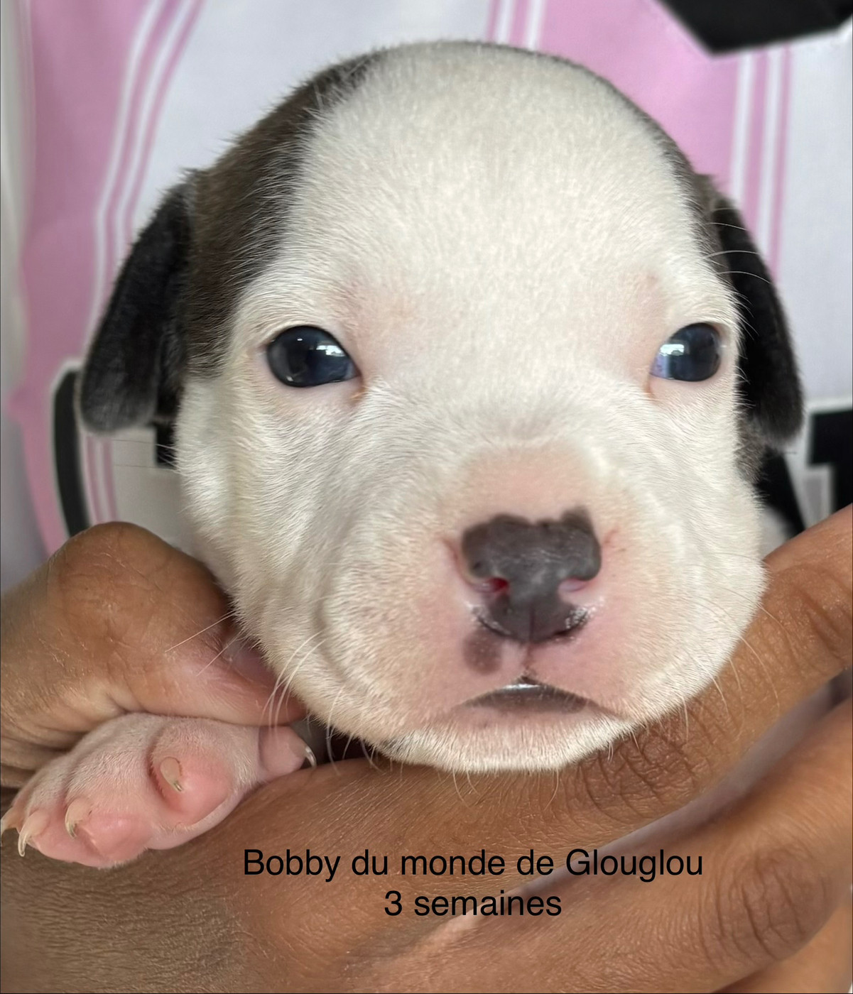 Du Monde De Glouglou - Chiots disponibles - Staffordshire Bull Terrier