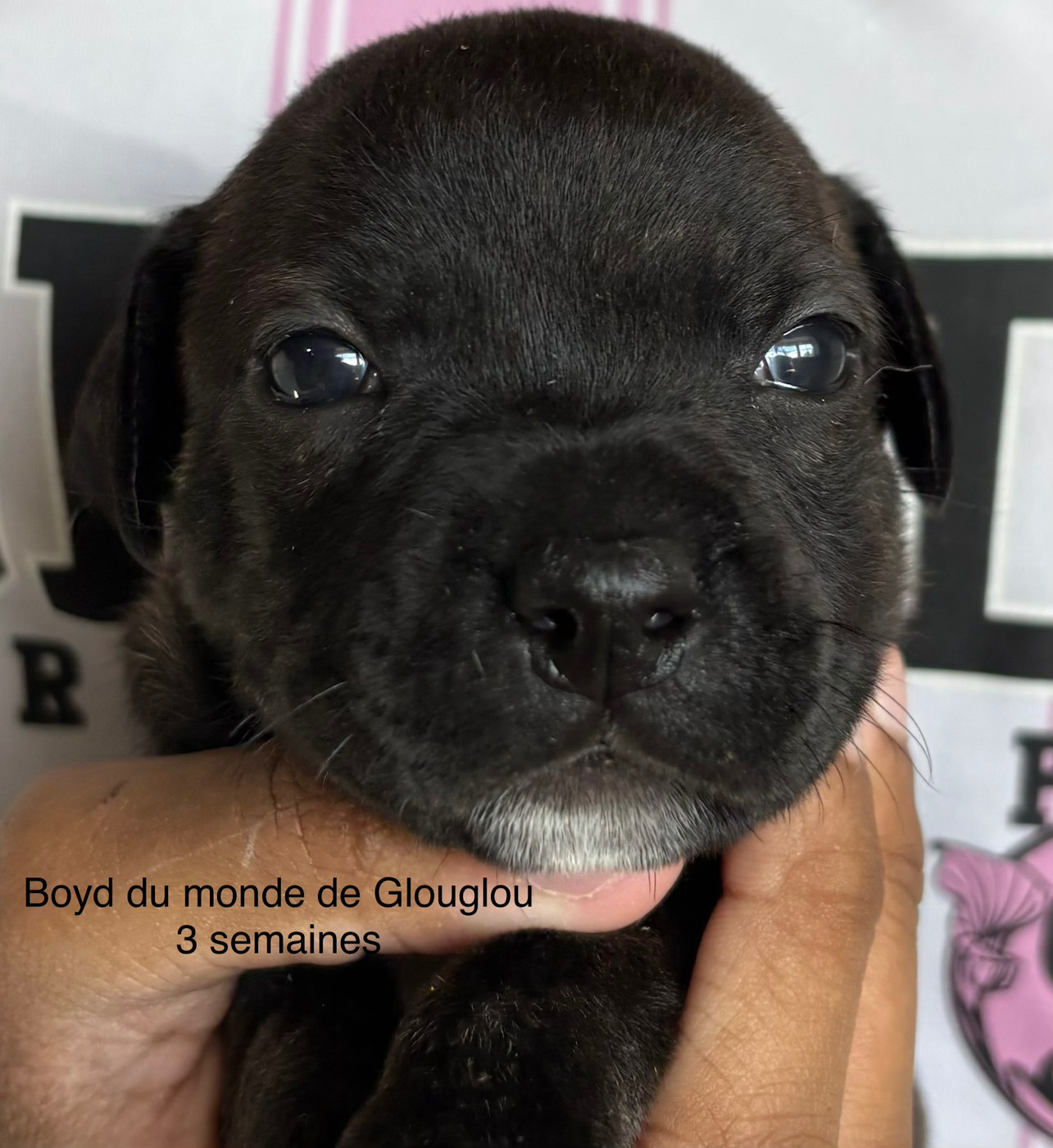 Du Monde De Glouglou - Chiots disponibles - Staffordshire Bull Terrier