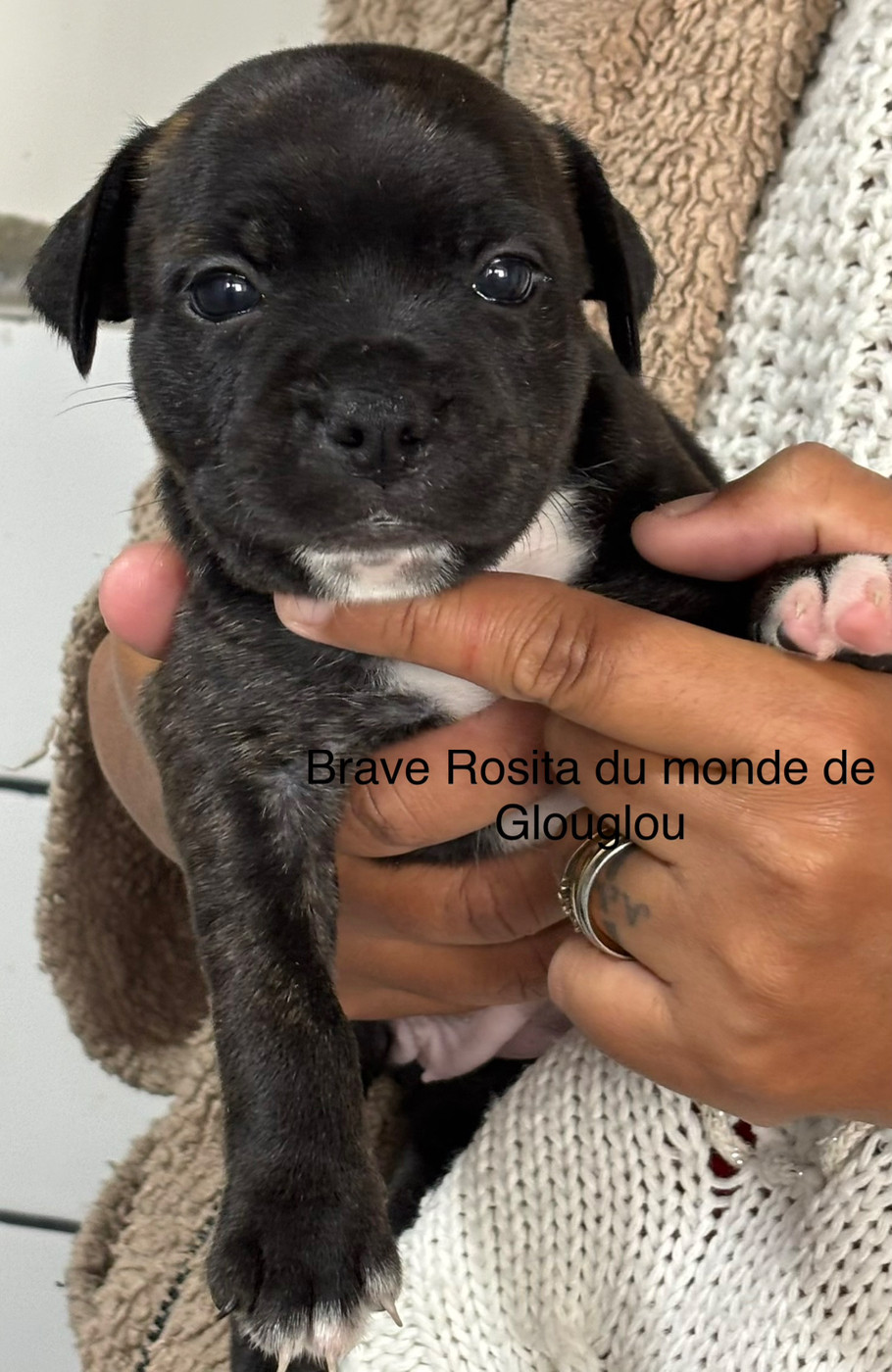 Du Monde De Glouglou - Chiots disponibles - Staffordshire Bull Terrier