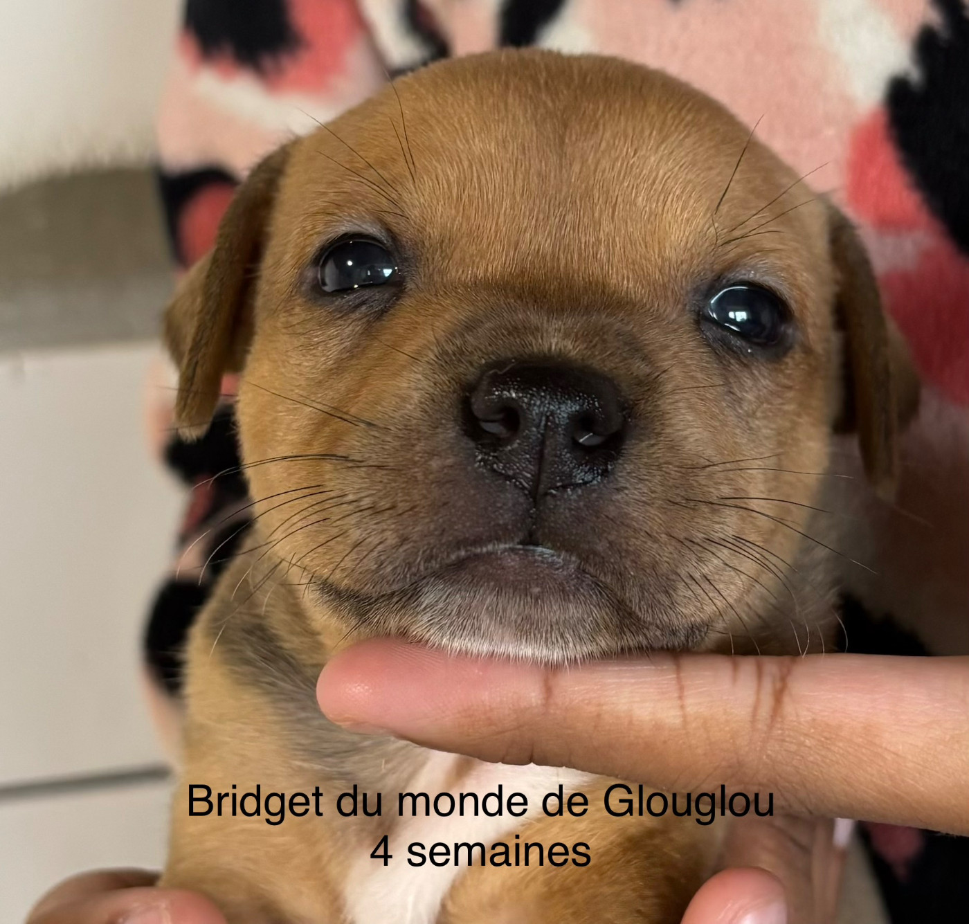 Du Monde De Glouglou - Chiots disponibles - Staffordshire Bull Terrier