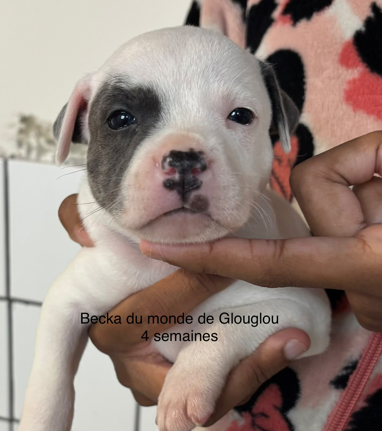 Du Monde De Glouglou - Chiots disponibles - Staffordshire Bull Terrier