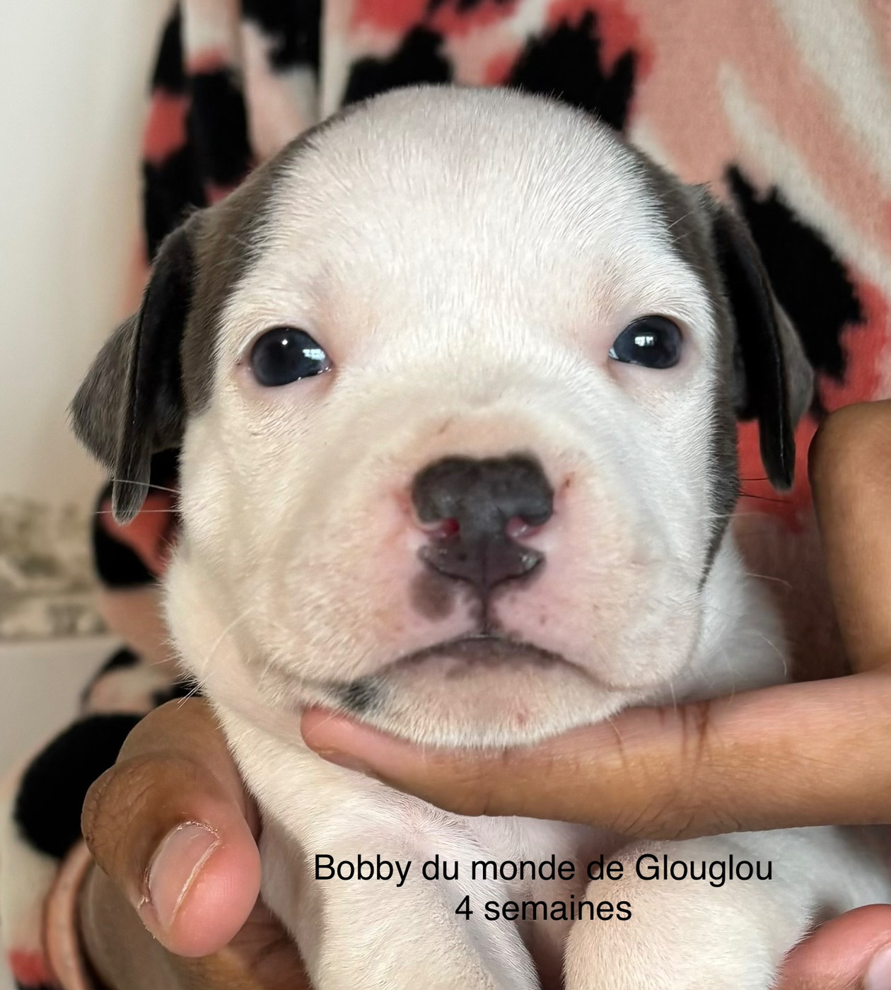 Du Monde De Glouglou - Chiots disponibles - Staffordshire Bull Terrier