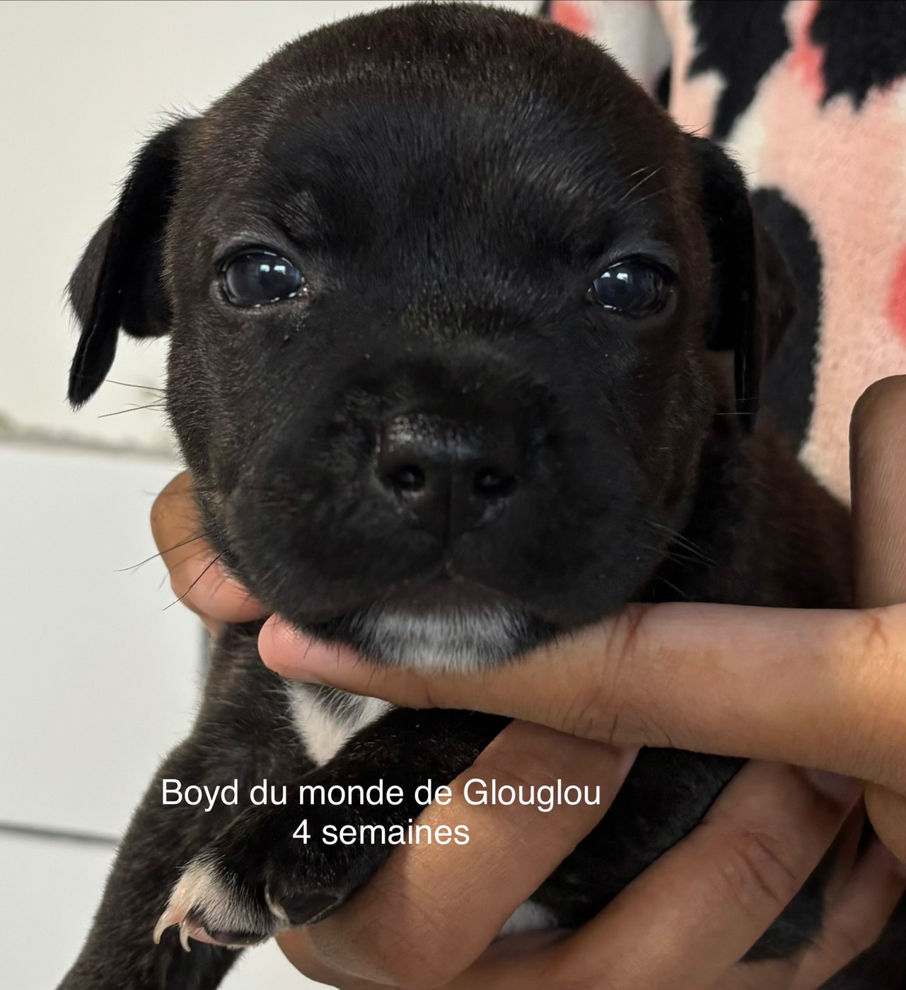Du Monde De Glouglou - Chiots disponibles - Staffordshire Bull Terrier